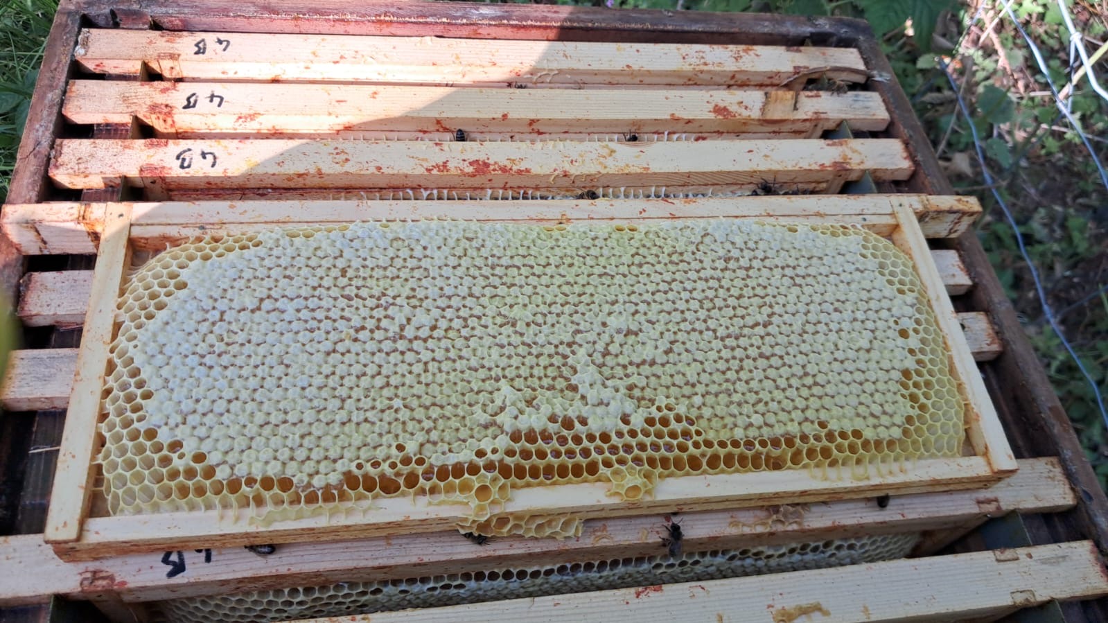 Honey - 12oz Jar - Image 3