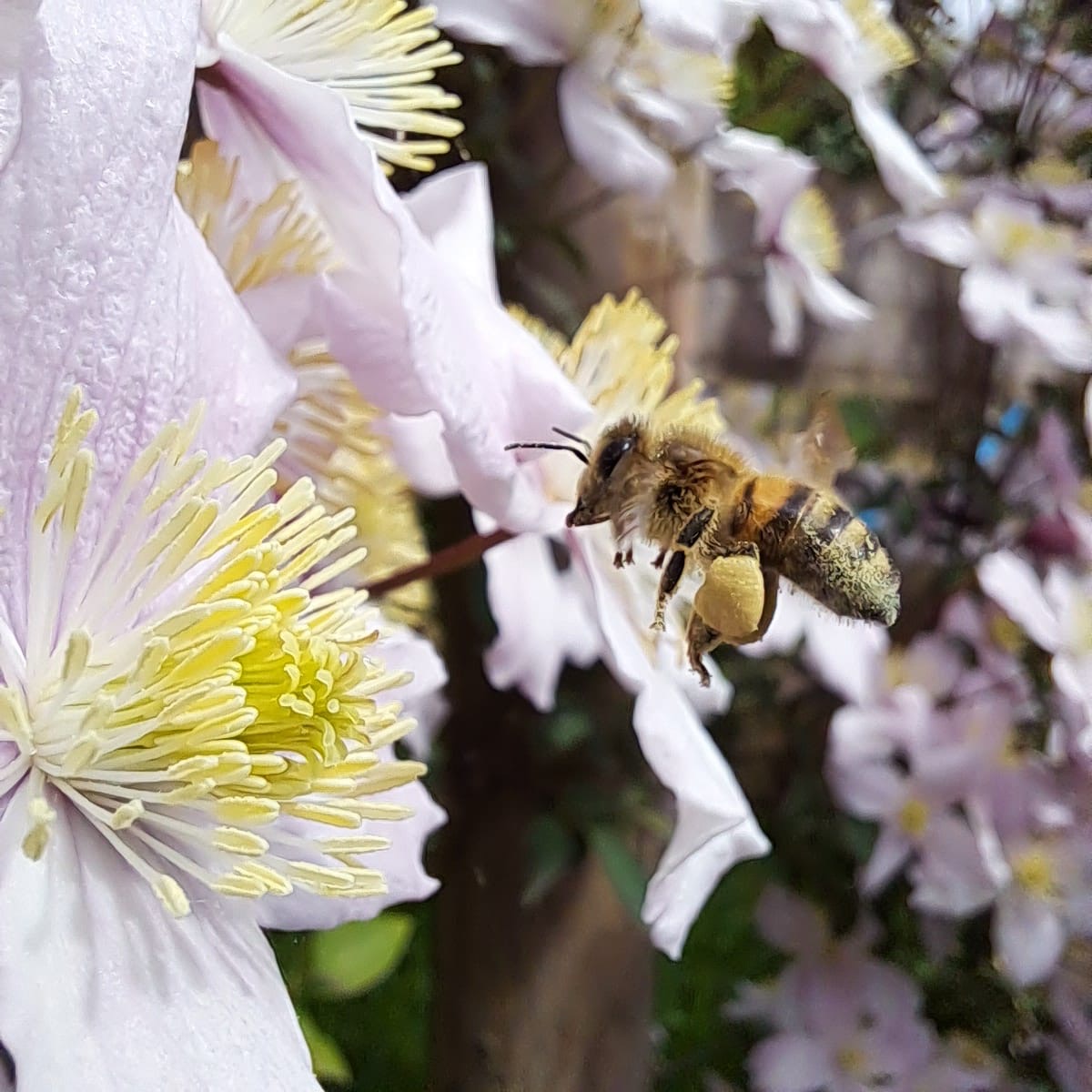 Honey - 12oz Jar - Image 2