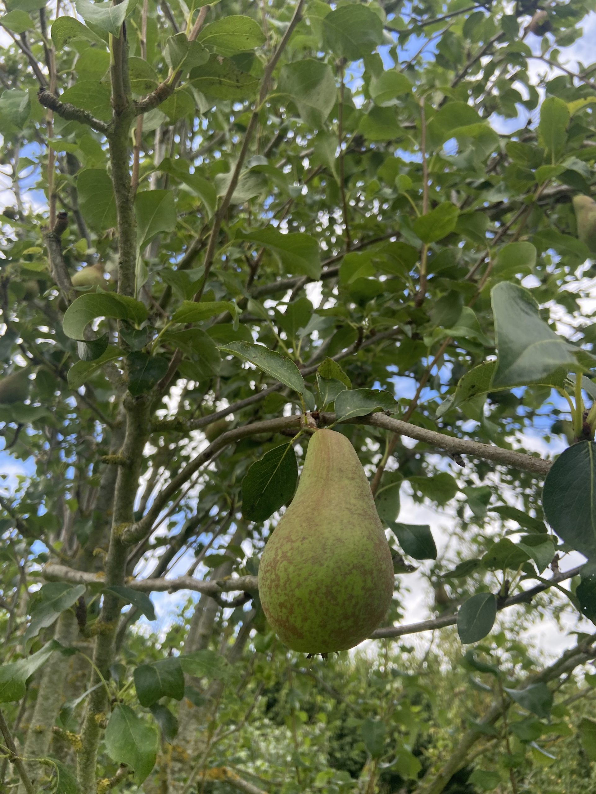 Pear Juice - 750ml Bottle - Image 2