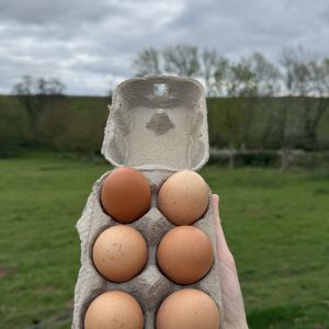 Free Range Eggs