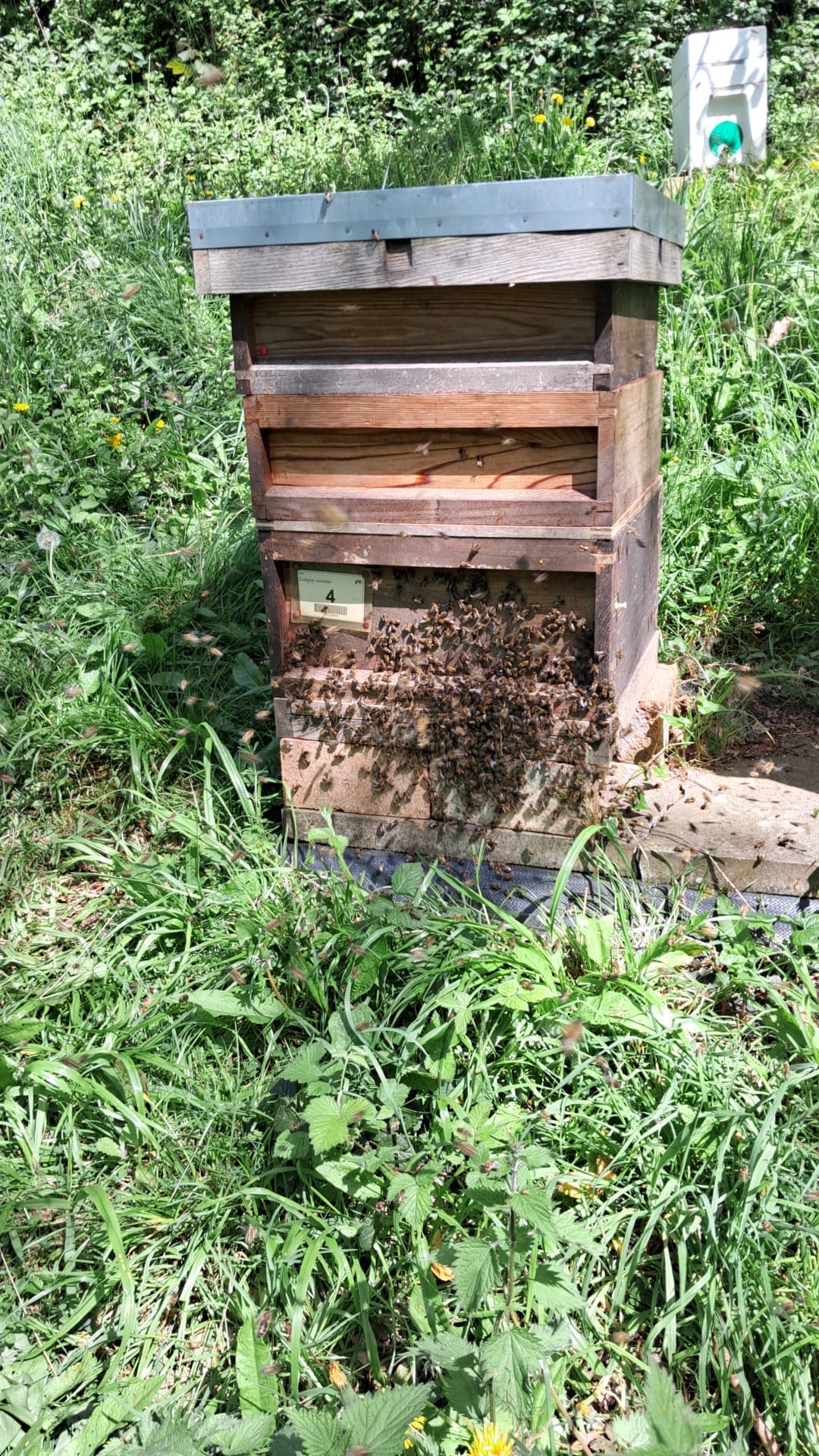 Honey - 12oz Jar - Image 4